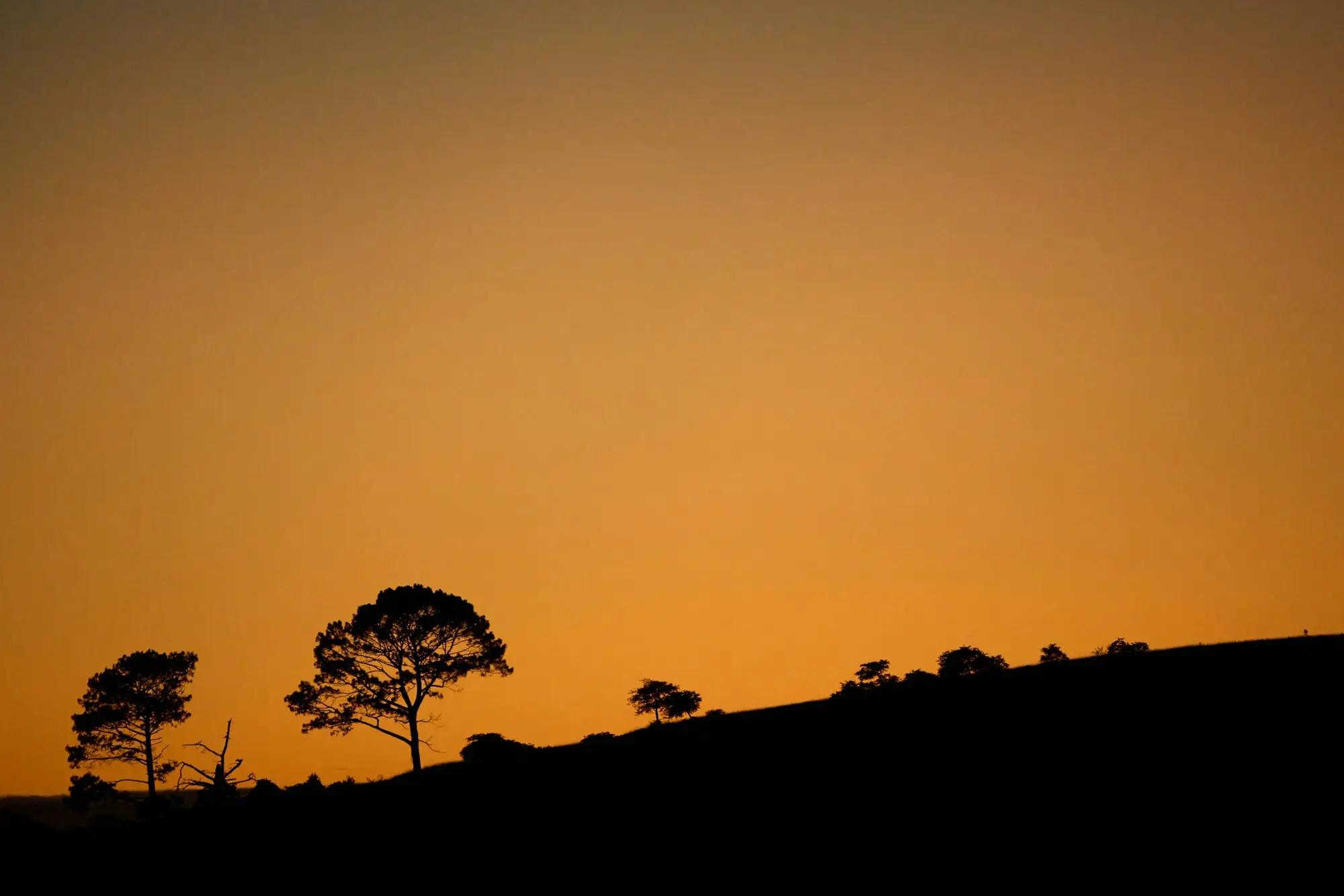 Silhouettes d’arbres sur une colline au coucher du soleil