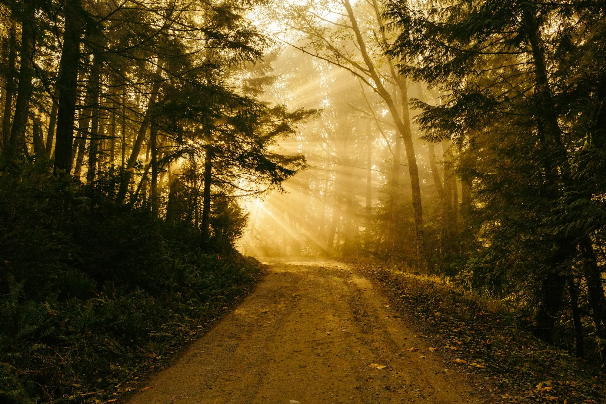 Sentier en forêt dans la lumière dorée du matin